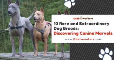 10 Rare and Extraordinary Dog Breeds: Discovering Canine Marvels