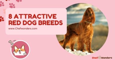 8 Attractive Red Dog Breeds