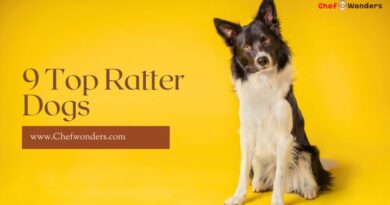 9 Top Ratter Dogs