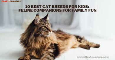 10 Best Cat Breeds for Kids: Feline Companions for Family Fun