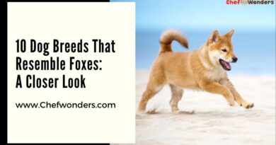 10 Dog Breeds That Resemble Foxes: A Closer Look