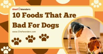 10 Foods That Are Bad for Dogs