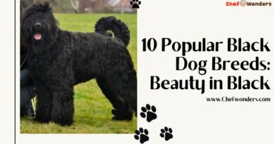 10 Popular Black Dog Breeds: Beauty in Black
