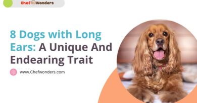 8 Dogs with Long Ears: A Unique And Endearing Trait