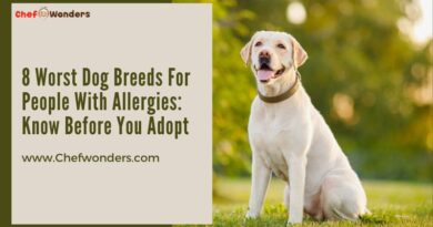 8 Worst Dog Breeds For People With Allergies: Know Before You Adopt
