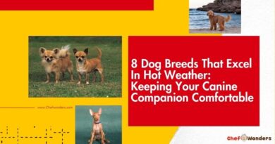 8 Dog Breeds That Excel in Hot Weather: Keeping Your Canine Companion Comfortable