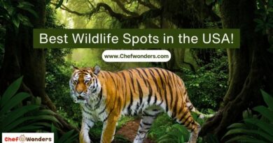 Best Wildlife Spots in the USA