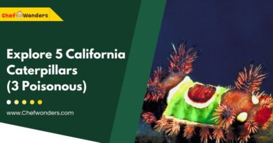 Explore 5 California Caterpillars (3 Poisonous)