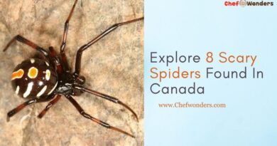Explore 8 Scary Spiders Found In Canada
