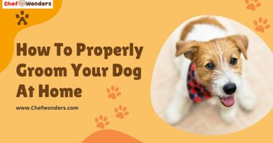 How To Properly Groom Your Dog At Home