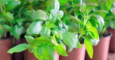 Basil Substitutes to Elevate Your Dishes