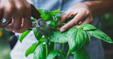 How to Harvest Basil like a Pro with These Insider Tips!
