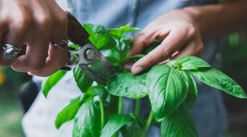 How to Harvest Basil like a Pro with These Insider Tips!