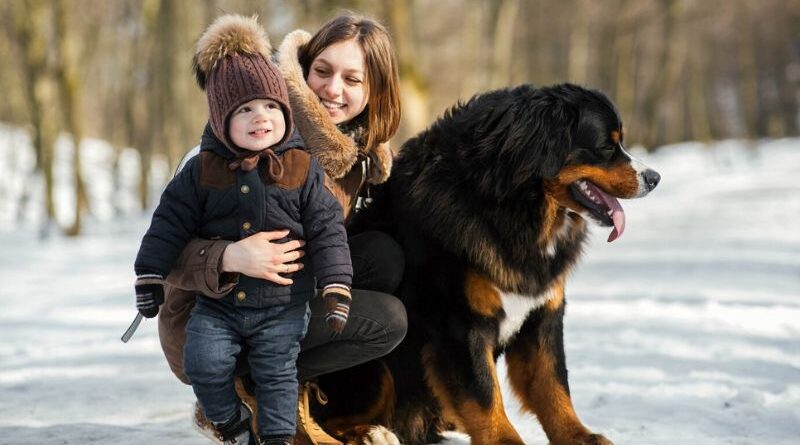 Large Dog Breeds For Families