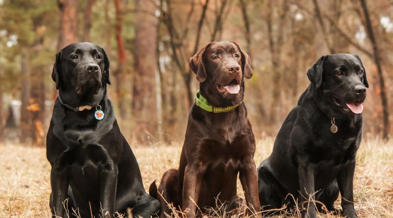 The Top 7 Breeds Of Black-And-Tan Dogs